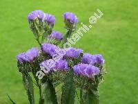 Limonium sinuatum 'Compindi Tiefblau' (Statice sinuata L.)