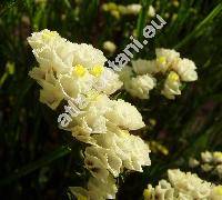 Limonium sinuatum 'Forever Gold' (Statice sinuata L.)