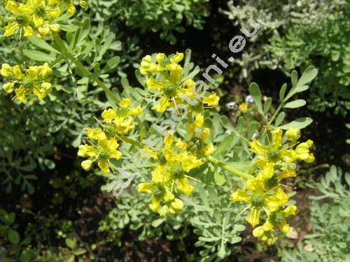 Ruta graveolens L.