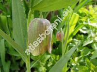 Fritillaria pontica (Fritillaria pontica Wahlenb., Fritillaria olympica Koch)