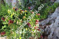 Beloperone guttata Brandeg. (Justicia brandegeeana Wassh. et Sm.)