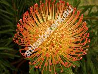 Leucospermum cordifolium (Leucospermum cordifolium (Knight) Fourc., Protea)