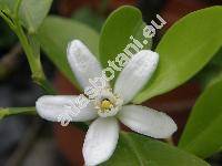 Fortunella japonica (Thunb.) Swingle