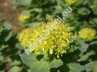 Rhodiola rosea L. (Sedum roseum L.)