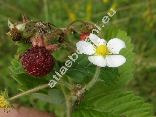 Fragaria vesca L.