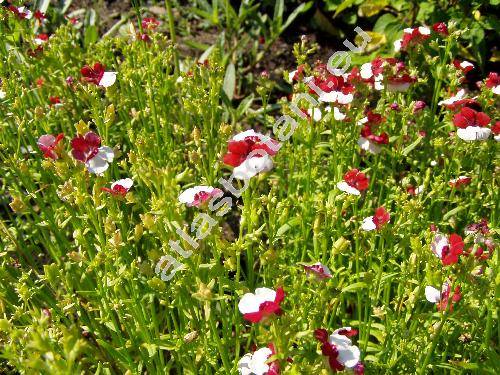 Nemesia 'Danish Flag' (Nemesia strumosa Benth.)