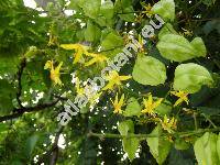 Koelreuteria paniculata Laxm.