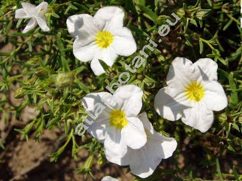 Nierembergia hippomanica Miers 'Mont Blanc'