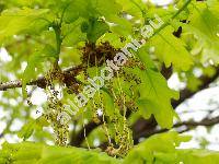 Quercus robur L. (Quercus pedunculata Ehrh.)