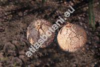 Dioscorea elephantipes Engl. (Dioscorea montana (Burch.) Spreng., Tamus elephantipes LHr., Testudinaria elephantipes (LHr.) Burch.)