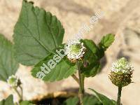 Lippia dulcis (Lippia dulcis Trevir., Phyla dulcis  (Trevir.) Moldenke)