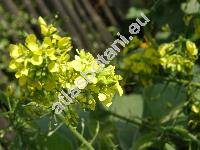 Leucosinapis alba (L.) Spach (Sinapis alba L., Leucosinapis dissecta (Lag.) Zel., Leucosinapis hispida (Schousb.) Spach, Brassica, Eruca)