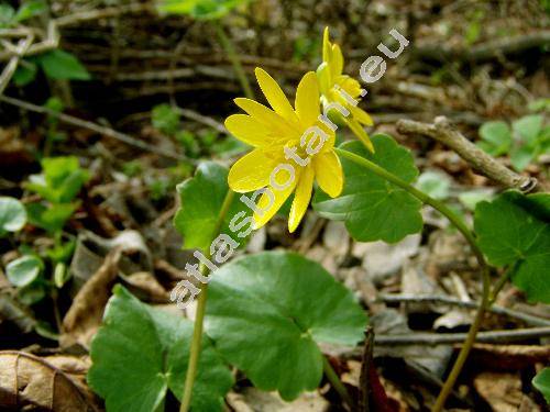 Ficaria calthifolia Rchb. (Ranunculus ficaria subsp. calthifolia (Reich.) Arcan., Fiacaria verna Hudson subsp. calthifolia (Reich.) Vel.)