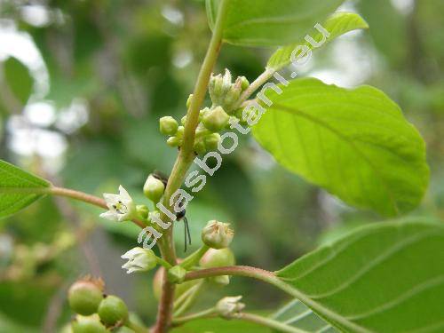 Frangula alnus Mill. (Rhamnus frangula L.)