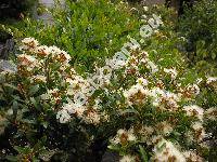 Lonicera nitida Wils. (Lonicera ligustrina var. yunnanensis Franch., Lonicera pileata var. yunnanensis)