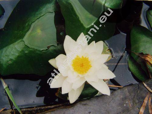 Nymphaea alba L.