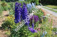 Delphinium cultorum Voss