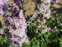 Delphinium cultorum Voss