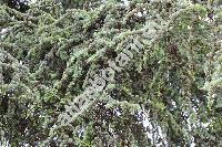 Cedrus libani Rich.