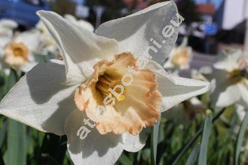 Narcissus 'Salome'