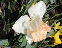 Narcissus 'Salome'
