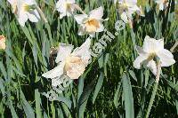 Narcissus 'Salome'