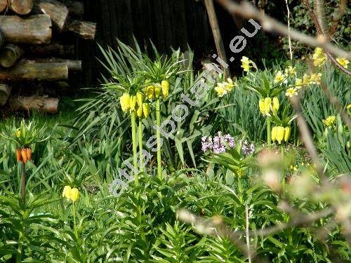 Fritillaria imperialis L. 'Lutea'