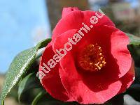 Camellia japonica L.
