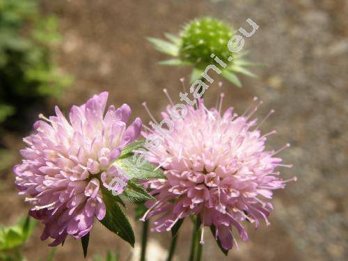 Knautia drymeia Heuffel (Knautia sylvatica, Scabiosa pannonica Jacq., Scabiosa sylvatica L.)