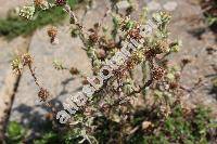 Filago lutescens Jord. (Logfia, Gnaphalium)