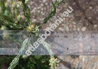 Filago lutescens Jord. (Logfia, Gnaphalium)