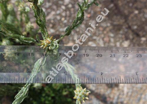 Filago lutescens Jord. (Logfia, Gnaphalium)