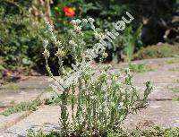 Filago lutescens Jord. (Logfia, Gnaphalium)