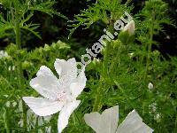 Malva moschata L. (Alcea pinnatifida Gilib., Bismalva moschata (L.) Med., Althaea)