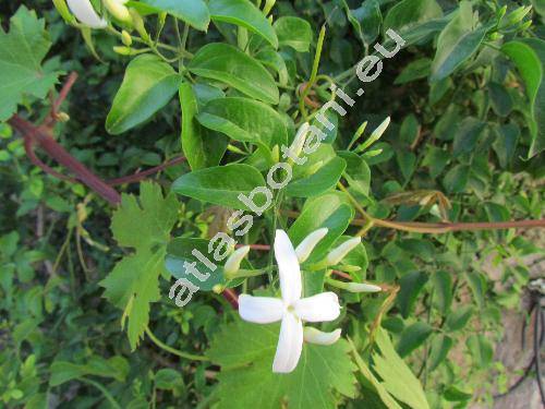 Jasminum sambac (L.) Ait.
