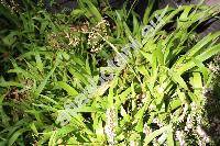 Luzula sylvatica (Huds.) Gaud. (Juncus sylvaticus Huds., Luzula maxima (Reich.) DC.)