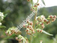 Artemisia vulgaris L.