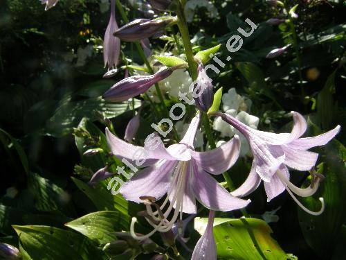Hosta lancifolia (Funkie, Funkia, Hosta japonica (Thunb. ex Houtt) Voss, Hosta xlancifolia  (Thunb.) Engler)