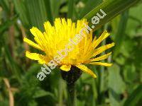 Leontodon hispidus L. (Leontodon hispidus L. subsp. hispidus)