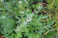 Lithospermum arvense L. (Aegonychon arvense (L.) Gray, Buglossoides arvensis (L.) Johns., Lithodora arvensis (L.) Greut., Glandora)