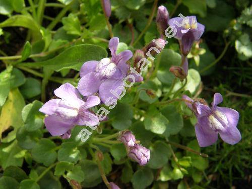 Cymbalaria pallida (Ten.) Wettst. (Antirrhinum pallidum Ten., Linaria)