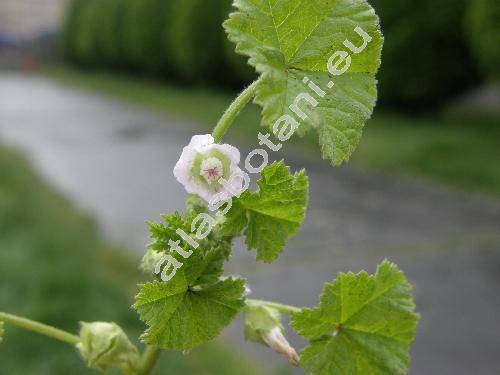 Malva pusilla Sm. (Althea borealis (Wallm.) Alef., Malva rotundifolia L.)