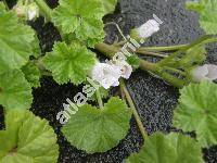 Malva pusilla Sm. (Althea borealis (Wallm.) Alef., Malva rotundifolia L.)