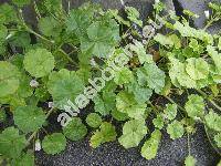 Malva pusilla Sm. (Althea borealis (Wallm.) Alef., Malva rotundifolia L.)