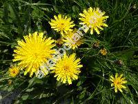 Leontodon saxatilis Lamk. (Leontodon taraxacoides (Vill.) Mrat, Leontodon nudicaulis auct., Colobium taraxacoides (Vill.) Holub, Colobium saxatile (Lamk.) Holub, Thrincia hirta Roth, Thrincia saxatilis (Lam.) Holub)