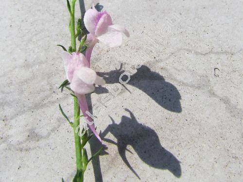 Linaria purpurea 'Canon J. Went' (Antirrhinum purpureum L.)