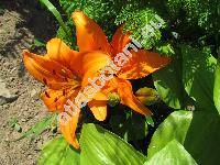 Lilium bulbiferum L.