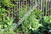 Descurainia sophia (L.) Pran. (Hesperis sophia (L.), Discurea sophia (L.), Sophia multifida, Sophia vulgaris, Sisymbrium sophia L.)