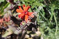 Lychnis 'Vesuvius'