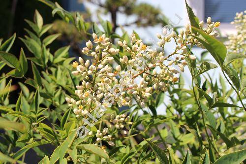 Nandina domestica (Nandina domestica Thunb.)